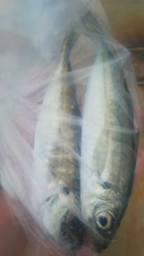 横浜・八景島シーパラダイスに投稿された画像（2021/3/21）