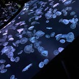 すみだ水族館に投稿された画像（2021/3/22）