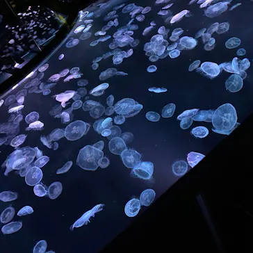 すみだ水族館に投稿された画像（2021/3/22）