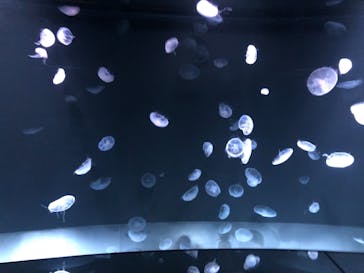 サンシャイン水族館に投稿された画像（2021/3/22）