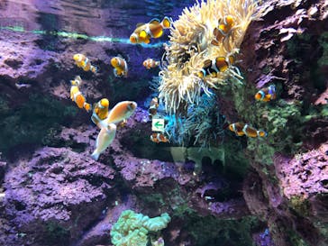 サンシャイン水族館に投稿された画像（2021/3/22）