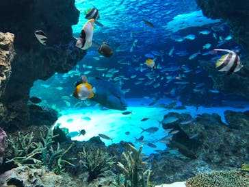 サンシャイン水族館に投稿された画像（2021/3/22）