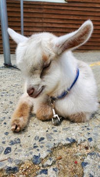 しろとり動物園に投稿された画像（2021/3/22）