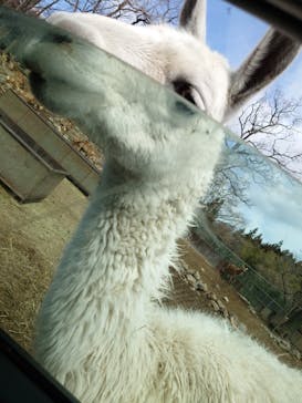 那須サファリパークに投稿された画像（2021/3/22）