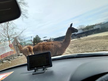 那須サファリパークに投稿された画像（2021/3/22）