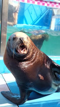 ゼロ距離水族館 伊勢シーパラダイスに投稿された画像（2021/3/22）