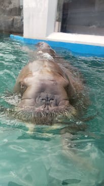 ゼロ距離水族館 伊勢シーパラダイスに投稿された画像（2021/3/22）