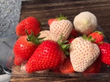 井上寅雄農園に投稿された画像（2021/3/22）