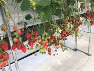 井上寅雄農園に投稿された画像（2021/3/22）