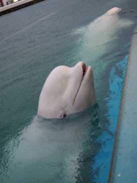 横浜・八景島シーパラダイスに投稿された画像（2021/3/22）