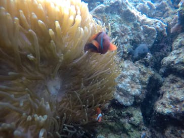 武藤潜水に投稿された画像（2021/3/23）