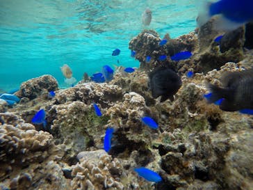 武藤潜水に投稿された画像（2021/3/23）