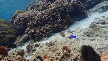 ダイビングショップ Sea Free（シーフリー）に投稿された画像（2021/3/23）