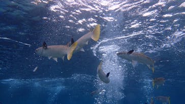 ダイビングショップ Sea Free（シーフリー）に投稿された画像（2021/3/23）