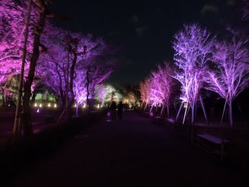 二条城×ネイキッド 二条城夏まつり2021に投稿された画像（2021/3/23）