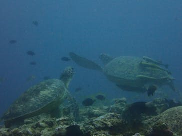 マリンショップtaitaiに投稿された画像（2021/3/23）