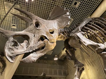 国立科学博物館に投稿された画像（2021/3/23）