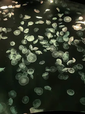 すみだ水族館に投稿された画像（2021/3/23）