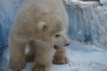 天王寺動物園に投稿された画像（2021/3/23）