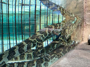 熱川バナナワニ園に投稿された画像（2021/3/23）