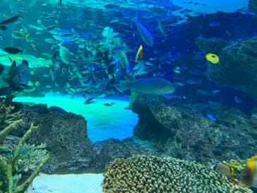 サンシャイン水族館に投稿された画像（2021/3/23）