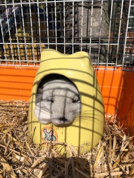 しろとり動物園に投稿された画像（2021/3/23）