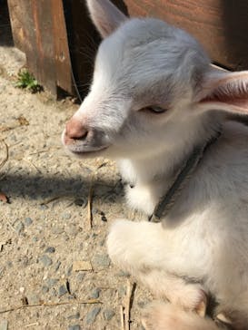 しろとり動物園に投稿された画像（2021/3/23）