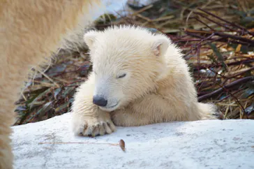 天王寺動物園に投稿された画像（2021/3/23）