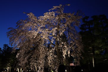 二条城×ネイキッド 二条城夏まつり2021に投稿された画像（2021/3/23）