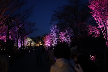 二条城×ネイキッド 二条城夏まつり2021に投稿された画像（2021/3/23）