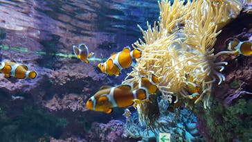 サンシャイン水族館に投稿された画像（2021/3/23）