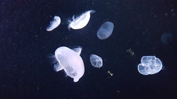 サンシャイン水族館に投稿された画像（2021/3/23）