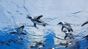 サンシャイン水族館に投稿された画像（2021/3/23）