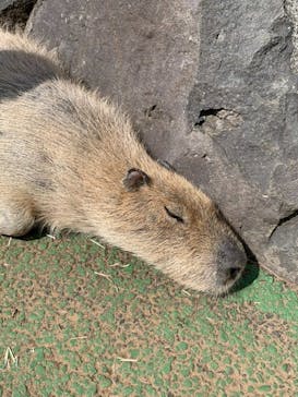 伊豆シャボテン動物公園に投稿された画像（2021/3/23）