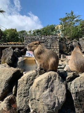 伊豆シャボテン動物公園に投稿された画像（2021/3/23）