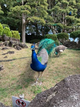 伊豆シャボテン動物公園に投稿された画像（2021/3/23）