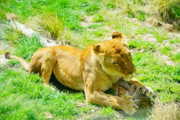 伊豆アニマルキングダムに投稿された画像（2021/3/23）