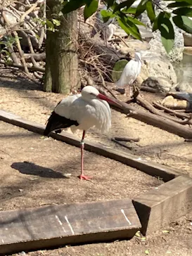 天王寺動物園に投稿された画像（2021/3/23）