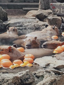 伊豆シャボテン動物公園に投稿された画像（2021/3/23）