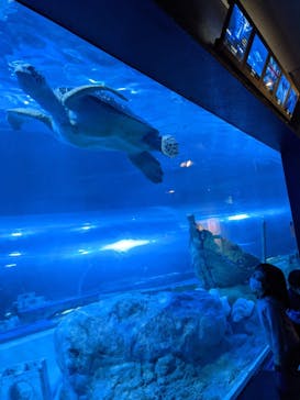 しながわ水族館に投稿された画像（2021/3/23）