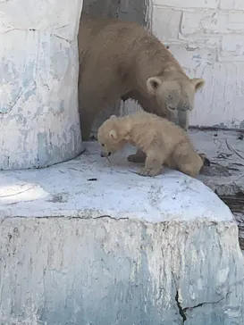 天王寺動物園に投稿された画像（2021/3/24）