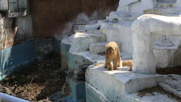天王寺動物園に投稿された画像（2021/3/24）