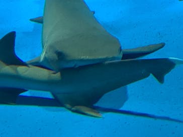 島根県立 しまね海洋館に投稿された画像（2021/3/24）
