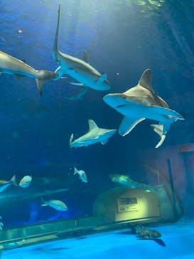 島根県立 しまね海洋館に投稿された画像（2021/3/24）