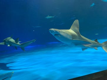 島根県立 しまね海洋館に投稿された画像（2021/3/24）