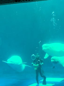 島根県立 しまね海洋館に投稿された画像（2021/3/24）