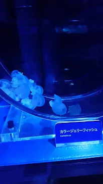 すみだ水族館に投稿された画像（2021/3/24）