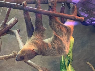 神戸どうぶつ王国に投稿された画像（2021/3/24）