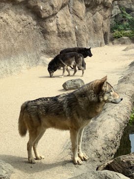 神戸どうぶつ王国に投稿された画像（2021/3/24）