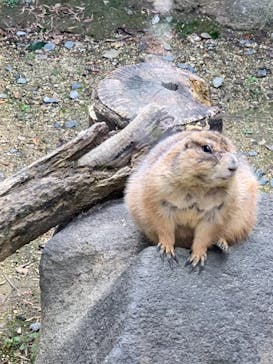 ひらかたパークに投稿された画像（2021/3/24）